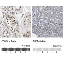 ErbB4/Her4 Antibody, Novus Biologicals 0.1mL; Unlabeled:Antibodies, Polyclonal